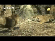 老虎——最强的逃跑机器!