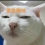 bleach_zsl