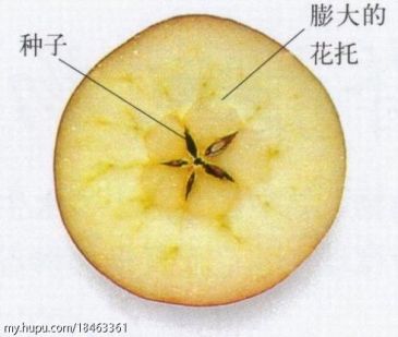 我世界杯前买的德国球衣少颗星,怎么办