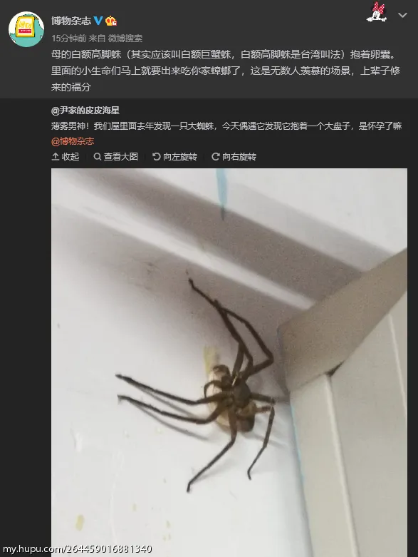 如图 这蜘蛛什么来头 步行街主干道 虎扑社区
