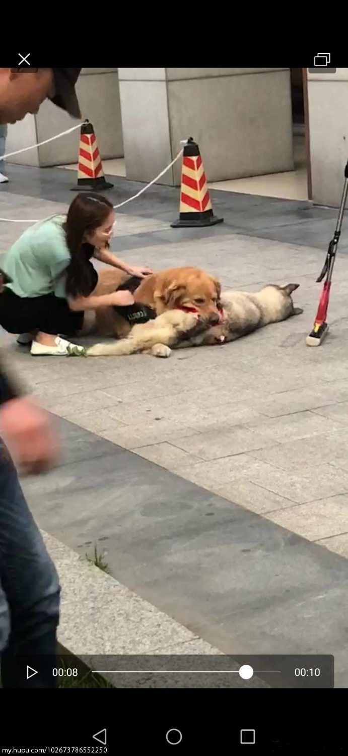 金毛大战哈士奇 话说金毛猎犬的战斗力还是可以的 虎扑