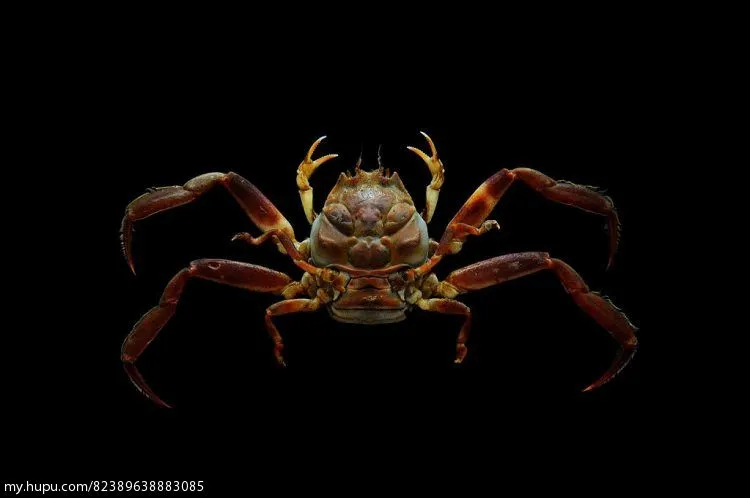海洋生物们 日本平家蟹 步行街主干道 虎扑社区