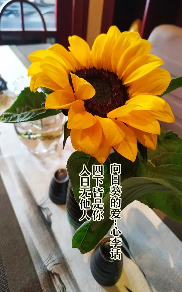 我对你的爱就像向日葵 入目无他人 四下皆是你 步行街主干道 虎扑社区