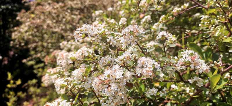 吉安视觉 花白胜雪四月中后河味道火棘花开 虎扑