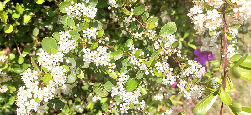 吉安视觉 花白胜雪四月中后河味道火棘花开 虎扑