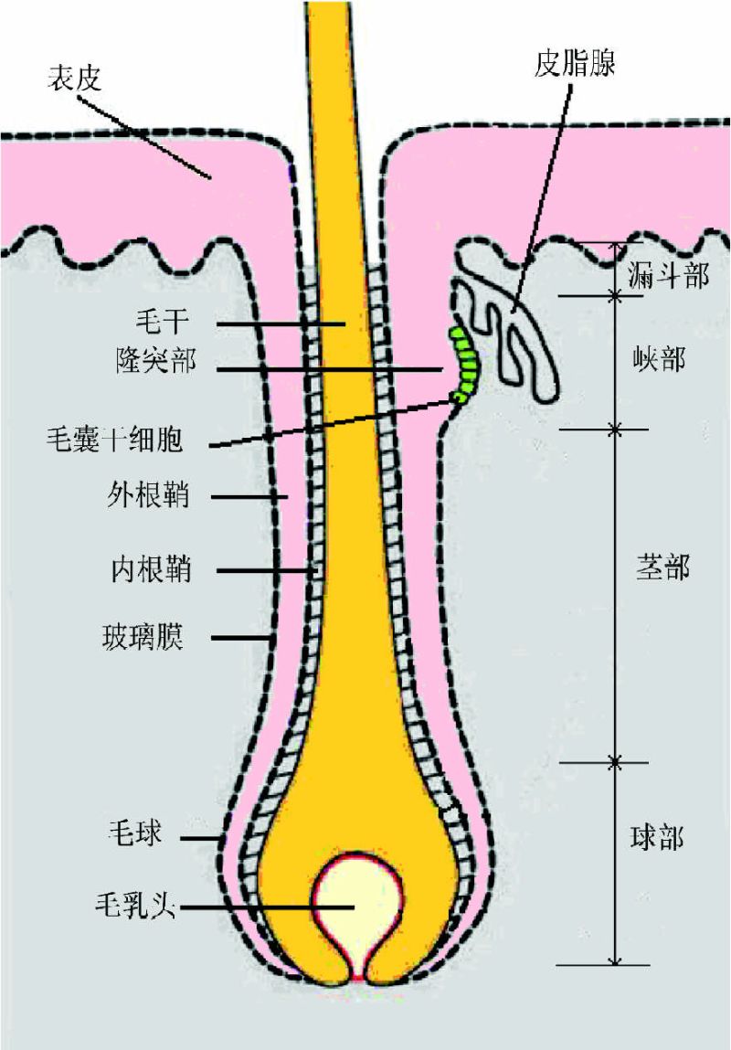 脱落头发上的小白点是毛囊吗 虎扑
