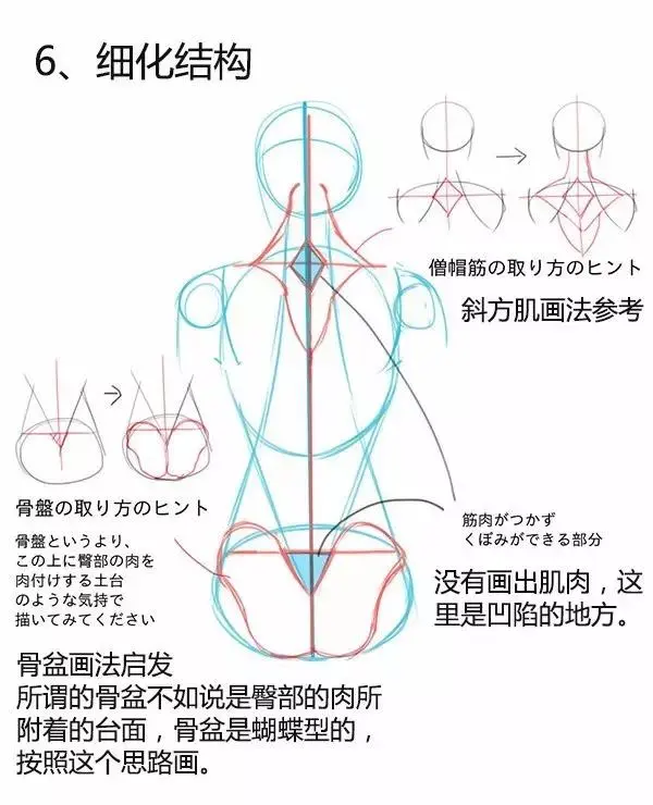 人体练习必学 教你正确掌握男女背部区别画法 Acg区 虎扑社区 人体练习必学 教你正确掌握男女背部区别画法 Acg区 虎扑社区