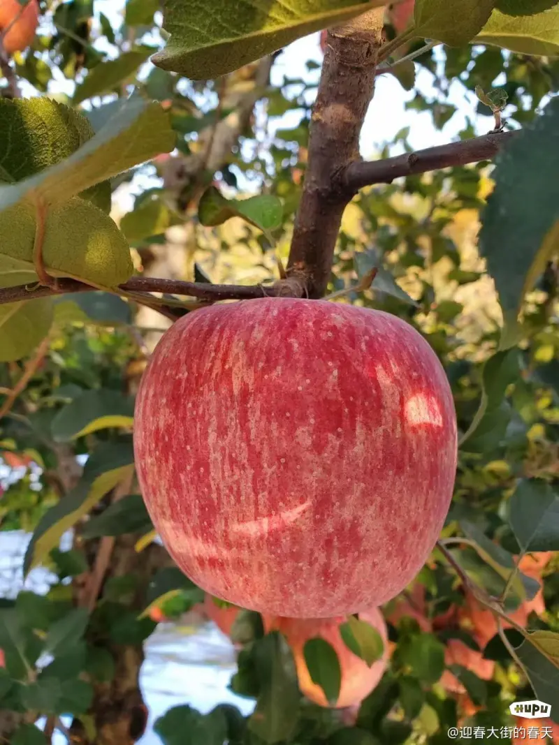 一人一张细枝结硕果的照片-影视区-虎扑社区