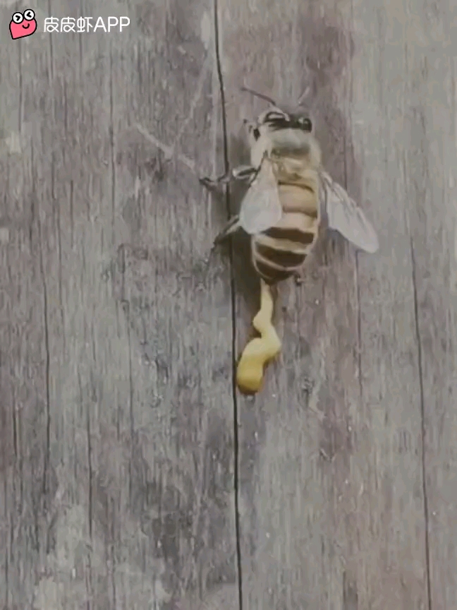 video-poster
