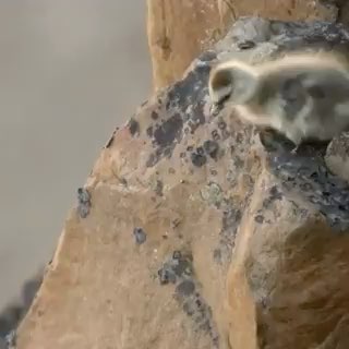 video-poster