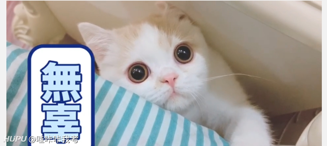 可怜的猫咪，刚来没一个月就得了猫腹水_虎扑