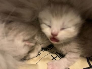 家里的猫猫生宝宝 当主人的我间接性害死了三个宝宝 虎扑 家里的猫猫生宝宝 当主人的我间接性害死了三个宝宝 虎扑