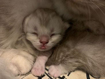 家里的猫猫生宝宝 当主人的我间接性害死了三个宝宝 虎扑 家里的猫猫生宝宝 当主人的我间接性害死了三个宝宝 虎扑