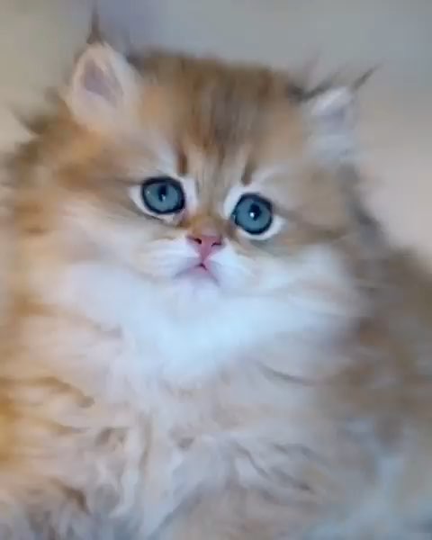 不懂就问除了金渐层另外的都是什么猫 虎扑