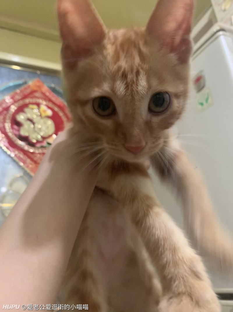 女jr求助 捡了一只小橘猫 求收养 虎扑