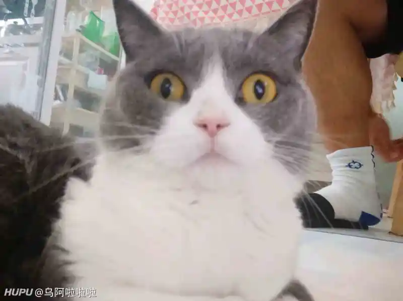 想问下被猫抓成这样要打破伤风吗 第3页 步行街主干道 虎扑社区