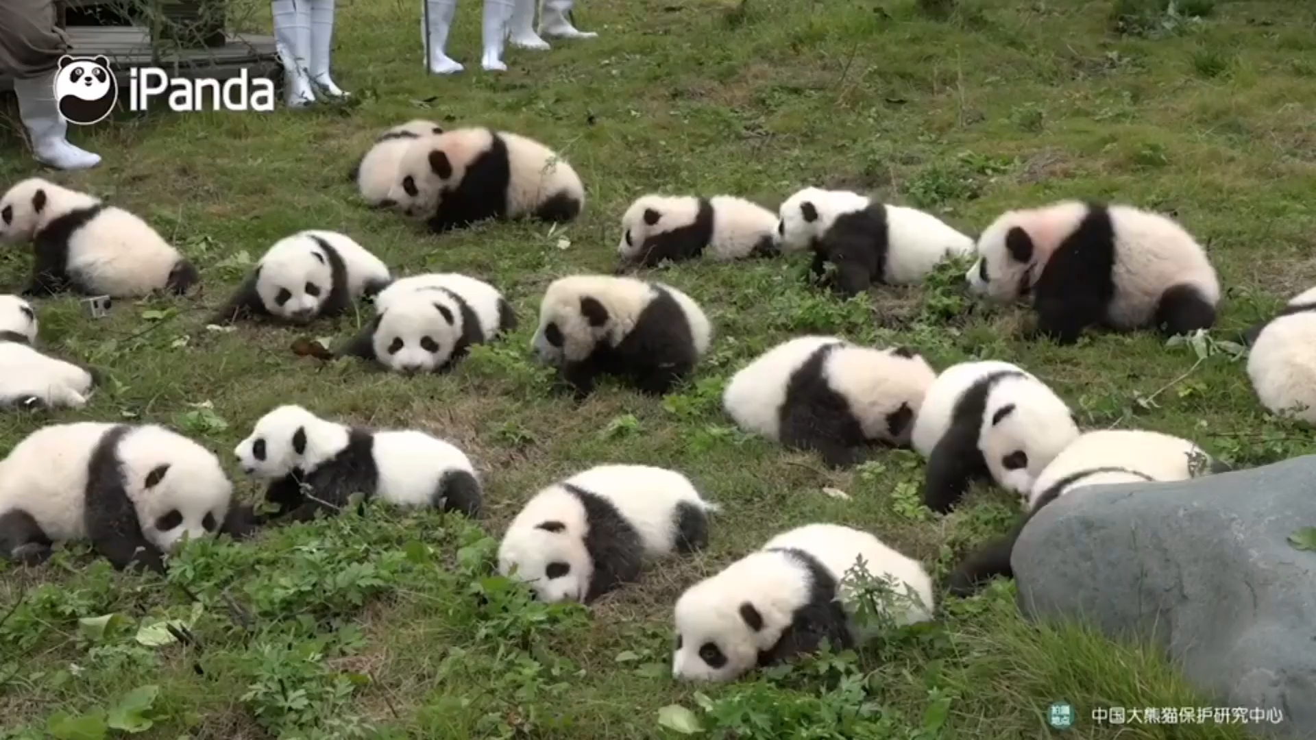 Pandas check. Смешная Панда 2д. Смешная Панда 2д лежит. Смешная Панда 2д лежит на весь экран.