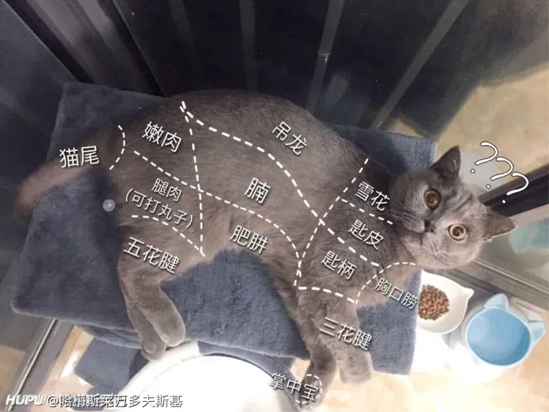 我妈的胖虎把我刚种下去的植物给吃了 猫怎么煮比较好吃 在线等 急 第3页 步行街主干道 虎扑社区 我妈的胖虎把我刚种下去的植物给吃了 猫怎么煮比较好吃 在线等 急 第3页 步行街主干道 虎扑社区