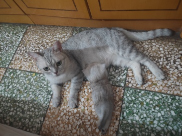 家里的猫猫生宝宝 当主人的我间接性害死了三个宝宝 虎扑 家里的猫猫生宝宝 当主人的我间接性害死了三个宝宝 虎扑