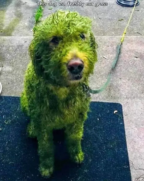 这破绿街真的有毒