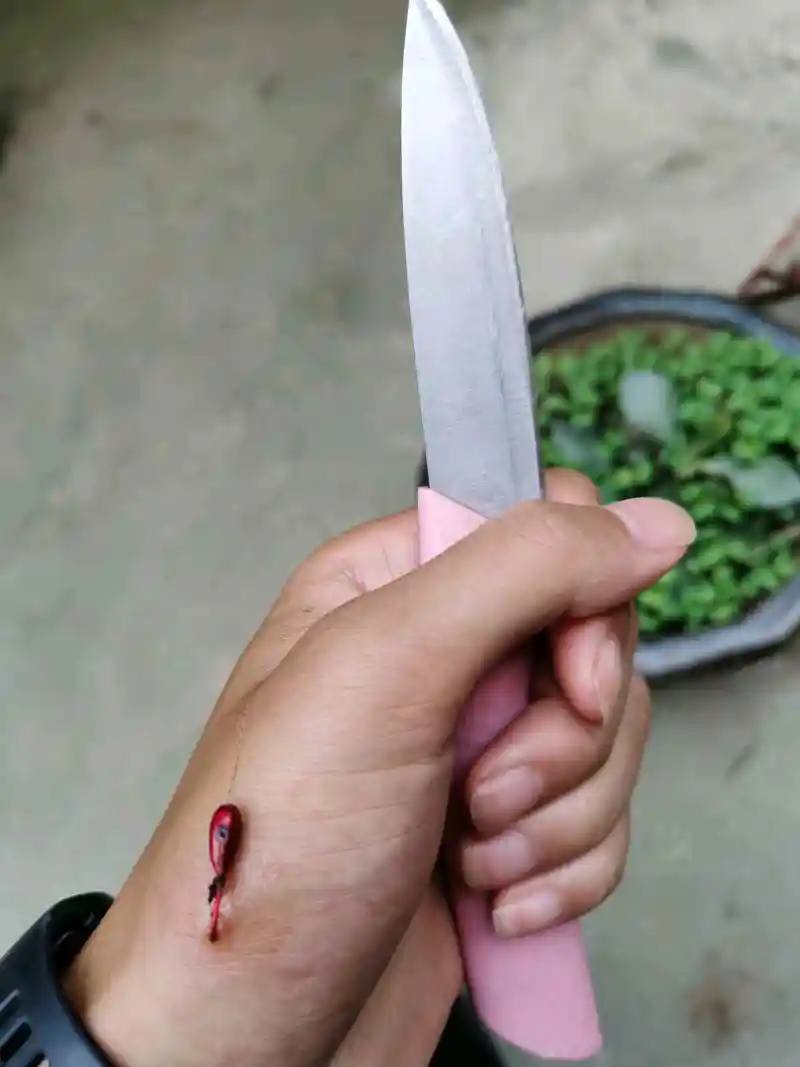 我鱼钩扎进去都没薅出来，当然也是我不敢太使劲。最后自己用刀割了个口