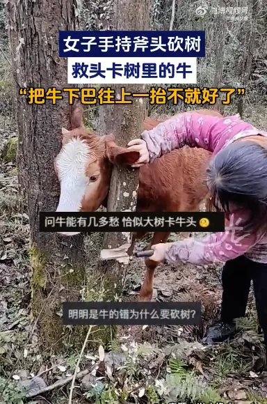 [流言板]女子挥斧头砍树救头卡树里的牛-步行街主干道-虎扑社区