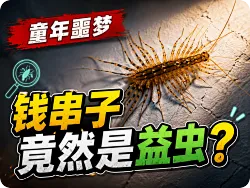 “钱串子”为何不能轻易拍死，它们真的那么恐怖吗？