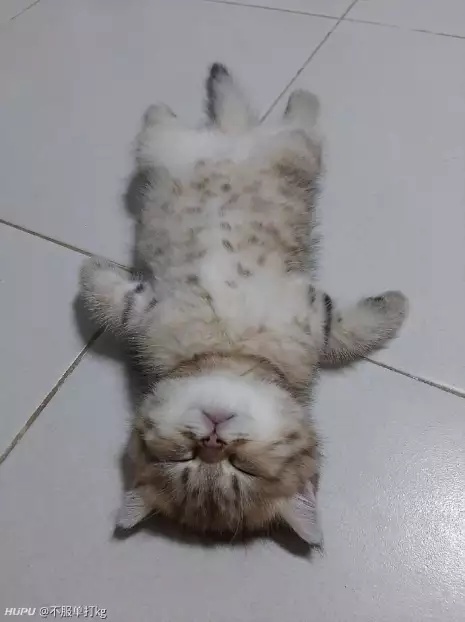 阿卡丽上单居然是没有天敌的吗 虎扑