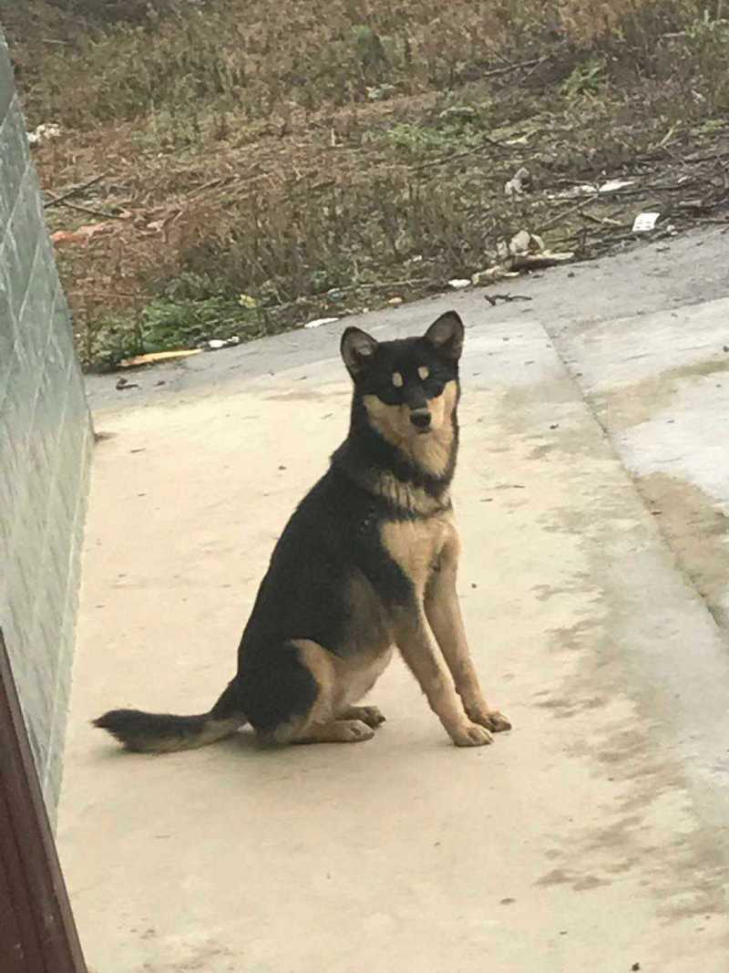 我家土狗可否竞争最帅中华田园犬 虎扑