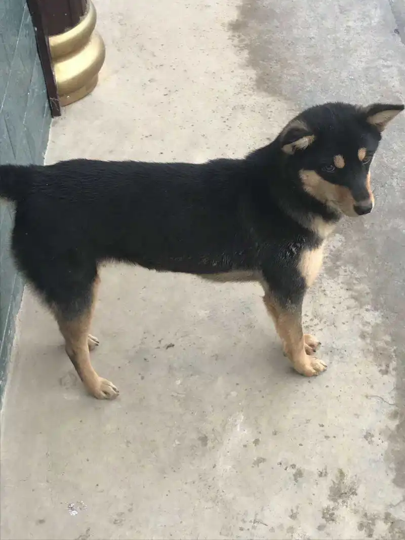 我家土狗可否竞争最帅中华田园犬 步行街主干道 虎扑社区