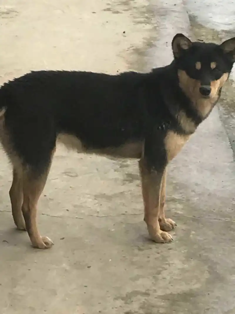 我家土狗可否竞争最帅中华田园犬 步行街主干道 虎扑社区