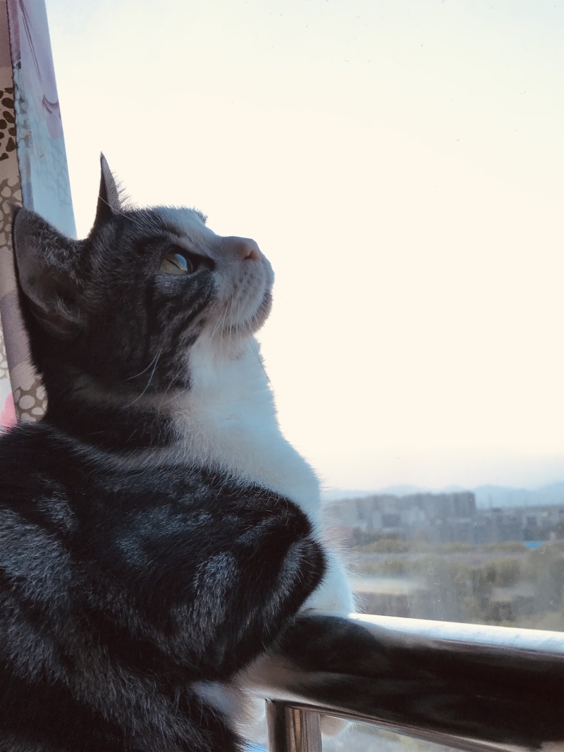 有没有好玩的单机手机游戏推荐ios的