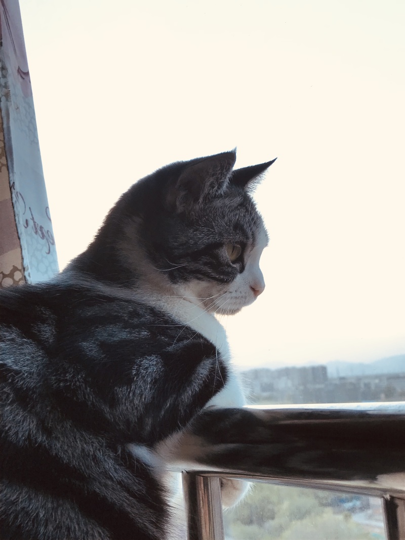 有没有好玩的单机手机游戏推荐ios的