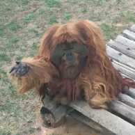 护球像亨利射门赫斯基