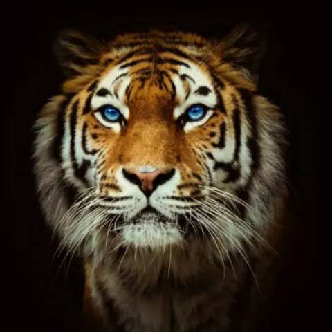 discusser-avatar