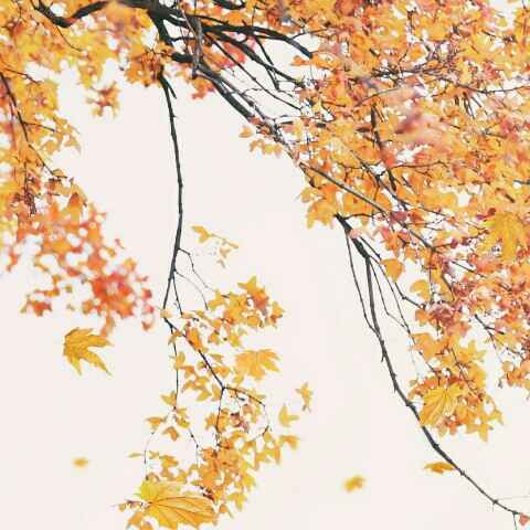 header
