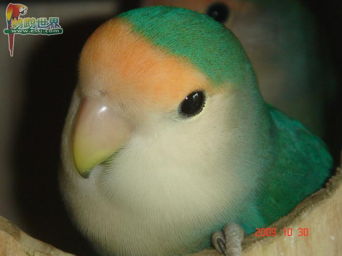 discusser-avatar