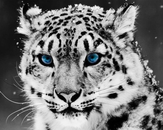 discusser-avatar