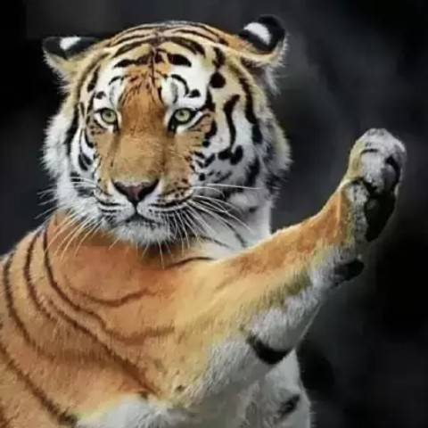 discusser-avatar