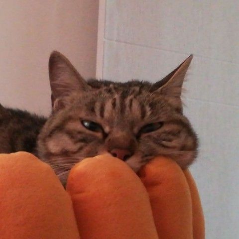 PCPI的这个主持人就是原来PLU的兜兜吧