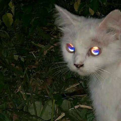 discusser-avatar