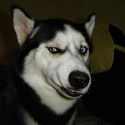 discusser-avatar